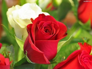 kwiaty-roze-czerwone